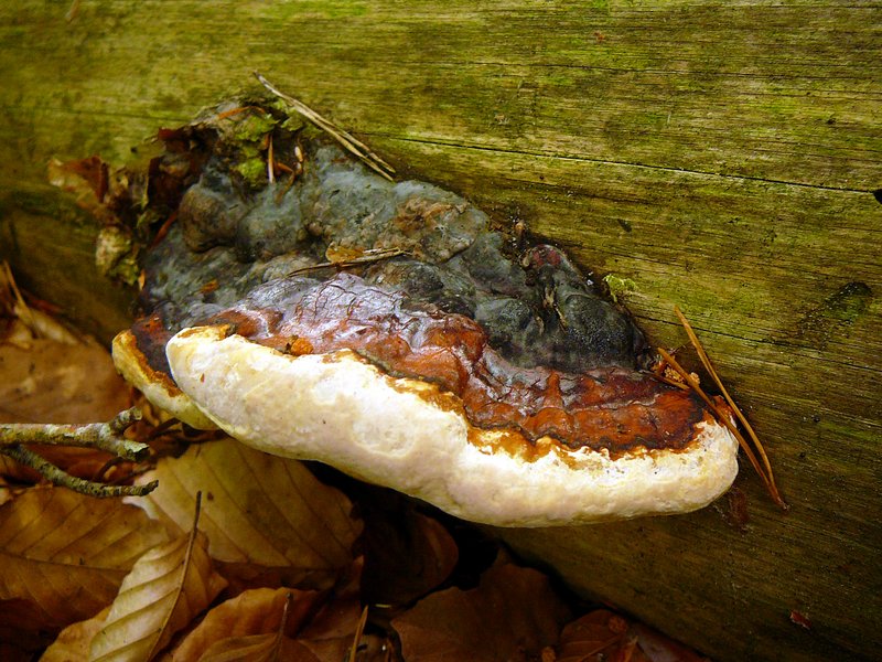 Fomitopsis pinicola
